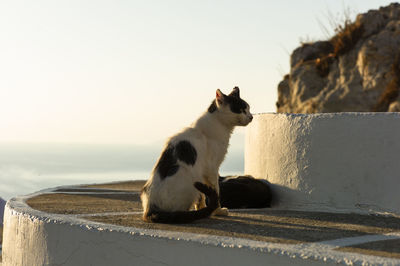 View of a cat sitting on rock against sea, folegandros, greece