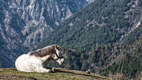 View of a horse on mountain