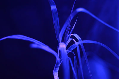 Close-up of blue illuminated plant in dark at night