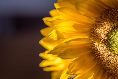 Close-up of sunflower against blurred background