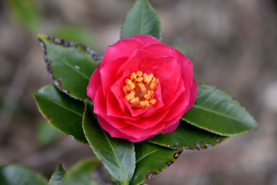 Close-up of rose bud