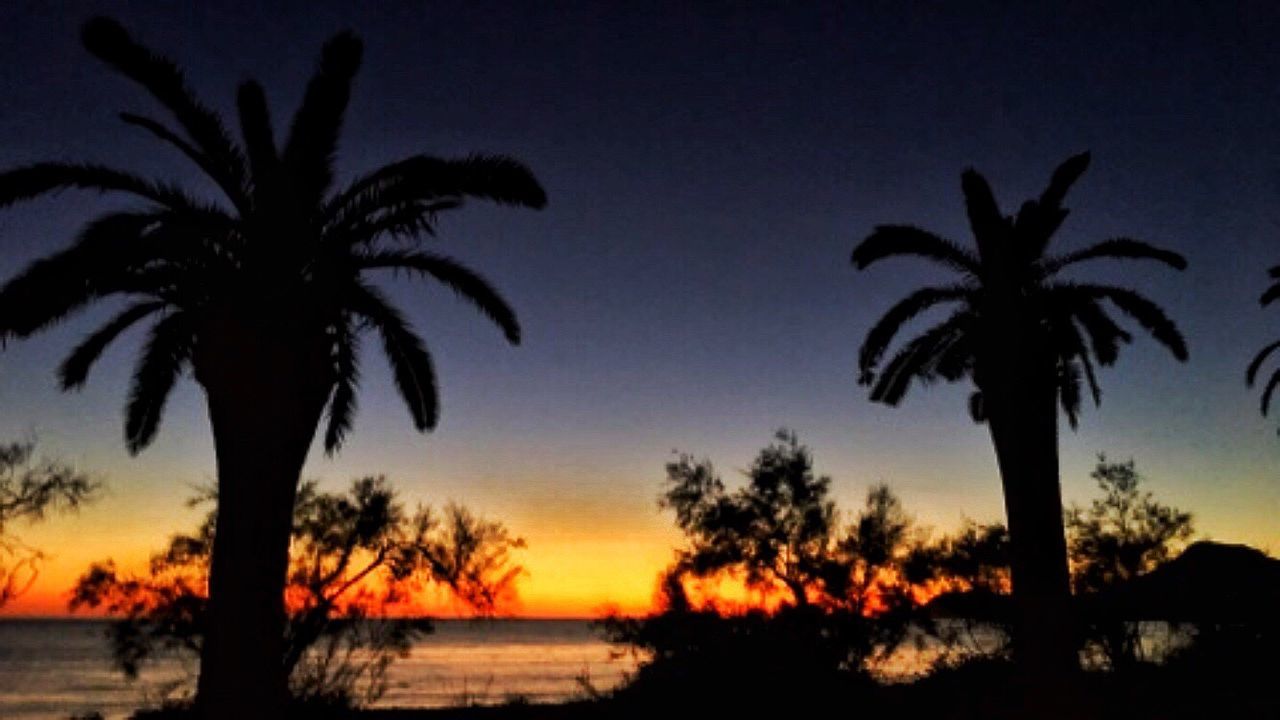 SILHOUETTE PALM TREES AGAINST SKY DURING SUNSET