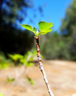 Close-up of plant