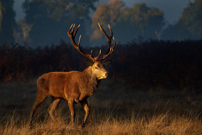 Deer standing in a field