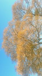 Low angle view of trees against blue sky