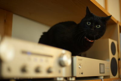 pet