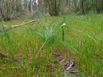 Grass growing in field