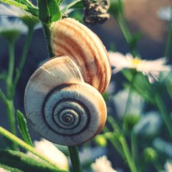 Close-up of snail on plant