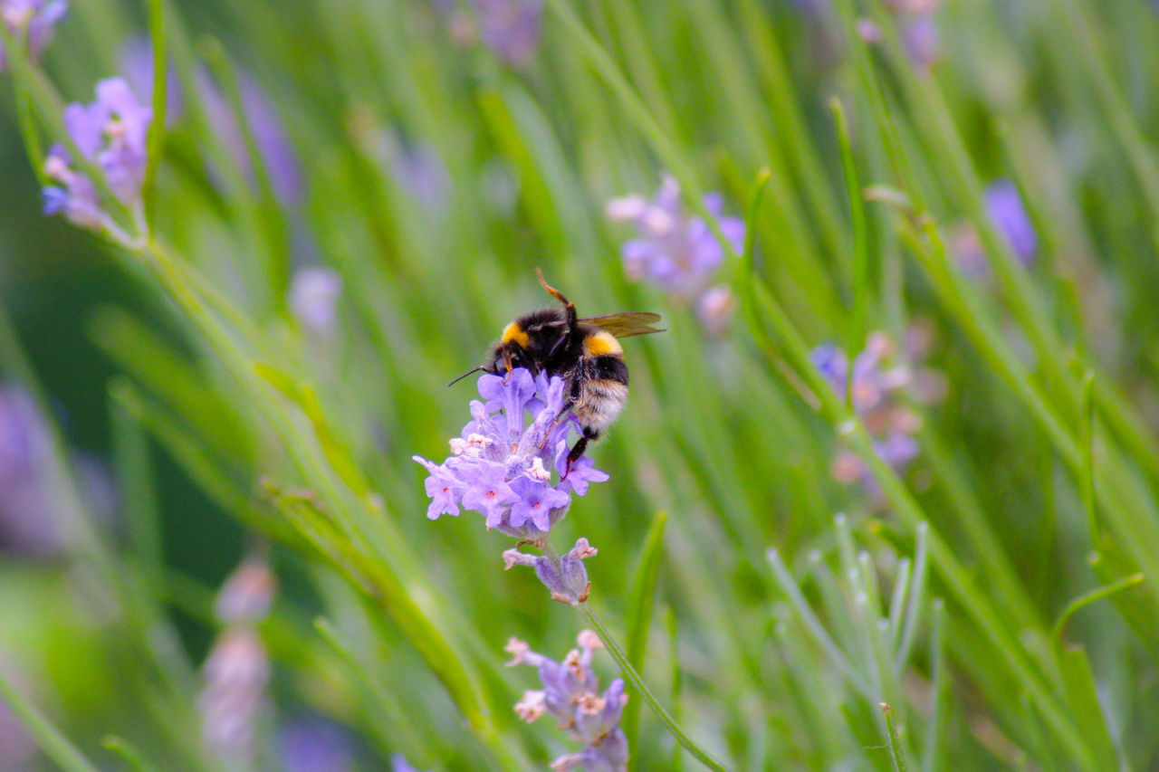 CLOSE-UP OF BEE ON PURPLE FLOWER