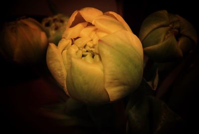 Close-up of rose