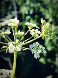 Close-up of flowers blooming outdoors