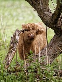 Calf standing by tree on field