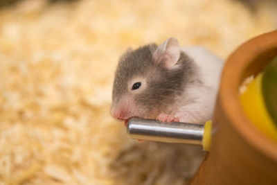 Hamster eating water in a cage