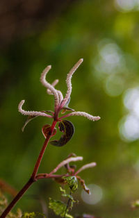 Close-up of flowering plant