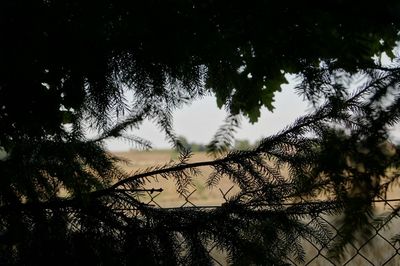 Low angle view of trees