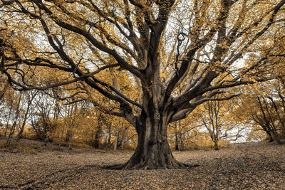 Bare trees on field during autumn