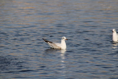 Seagull swimming in sea