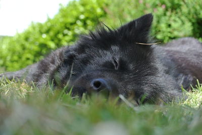 Close-up of dog on grassy field