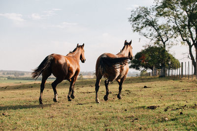 Horses on field