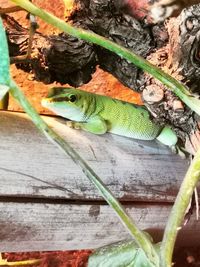 High angle view of lizard on tree