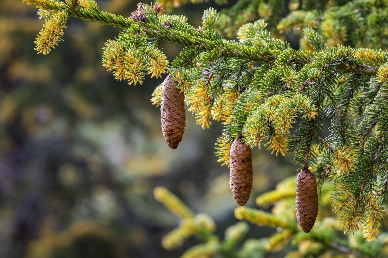 plant, tree, nature, green, beauty in nature, coniferous tree, flower, pinaceae, no people, leaf, growth, close-up, branch, pine tree, shrub, outdoors, day, spruce, macro photography, plant part, focus on foreground, food, food and drink, environment, autumn, land, forest, sunlight, travel, selective focus