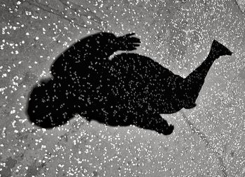 Side view of silhouette animal against black background