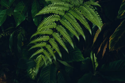 Close-up of palm tree