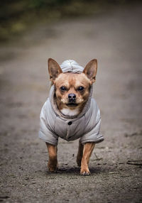 Portrait of dog on street