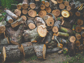 Stack of logs in forest