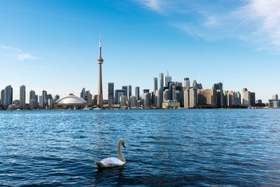 Swan swimming in lake ontario against city