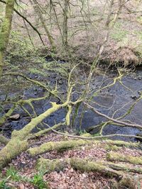 Trees growing in forest