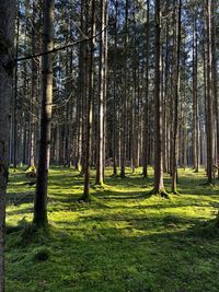 Trees in forest