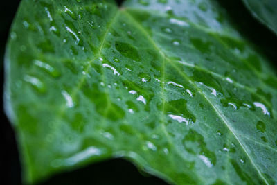 Full frame shot of raindrops on leaf