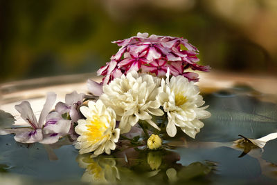 Close-up of pink flowering plant