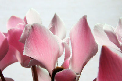 Close-up of pink flowers blooming outdoors