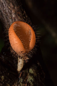 Close-up of mushroom growing on land