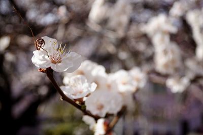 Close-up of white cherry blossom