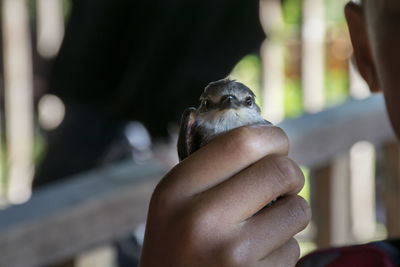 Close-up of hand holding bird