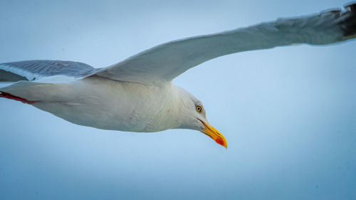 Low angle view of seagull against clear sky