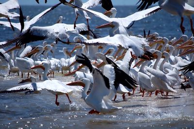 Flock of pelicans flying over sea 