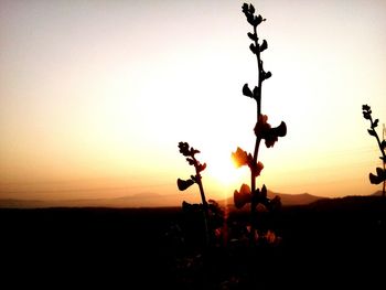 Silhouette of trees at sunset