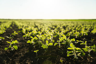 Close-up of yellow flowering plants on field against clear sky