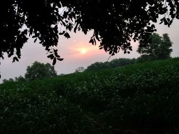 Silhouette trees on field against sky during sunset