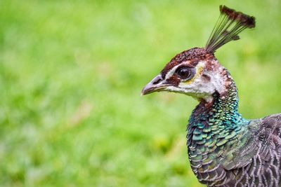 Close-up of peacock