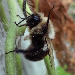 Close-up of an animal