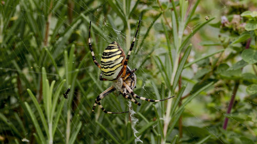 Close-up of butterfly on plant