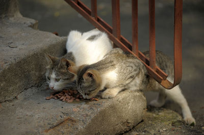 High angle view of cat sleeping on metal