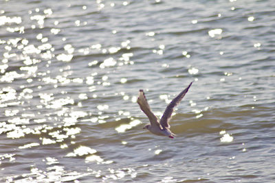 Close-up of water in sea