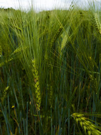 Close-up of wheat growing on field