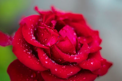 Close-up of wet red rose